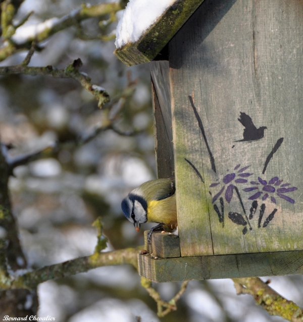 La graine dans le bec-Ma photo-Bernard-2010-2.2