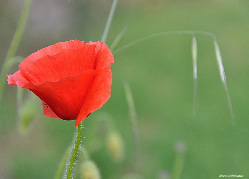ma photo-Bernard-2012-22-coquelicot-web
