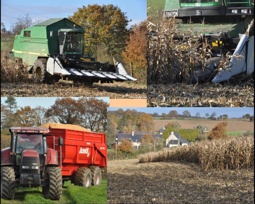 Ma photo-Bernard-2012-39 Las, mon champ de maïs est nu