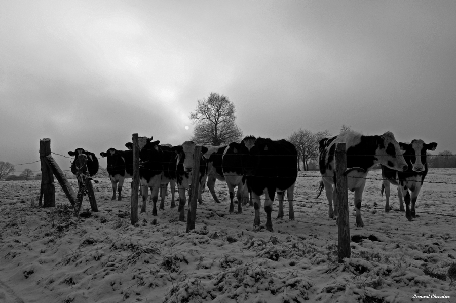 Vaches sous un soleil pâle-Ma photo-Bernard-2010-2.1