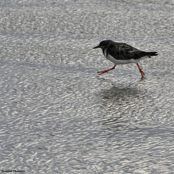 Ma photo-Bernard-2013-5.2_cr-blog