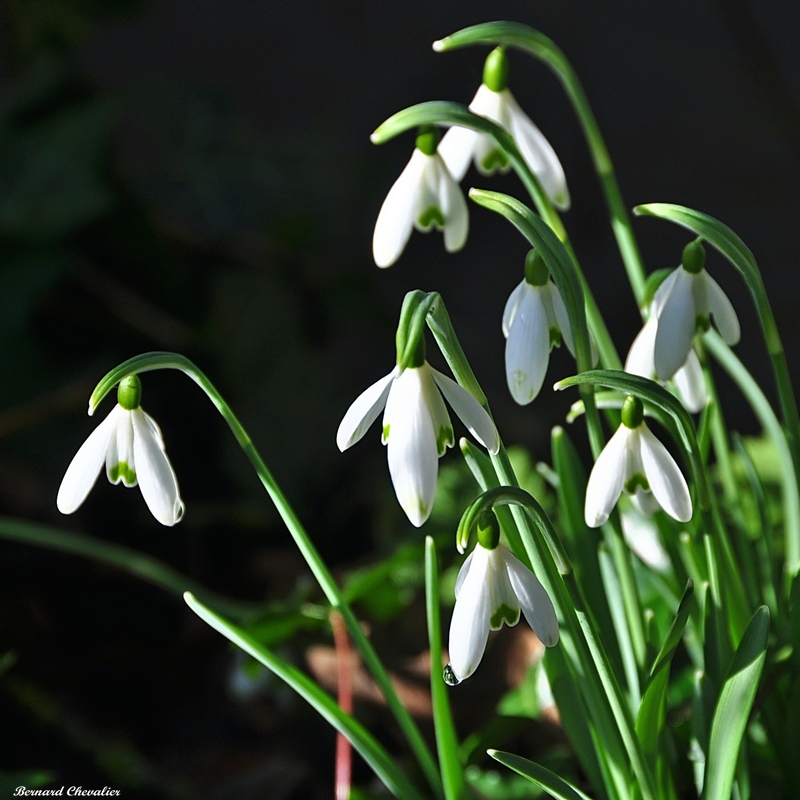 Perce-neige_2013-07.3