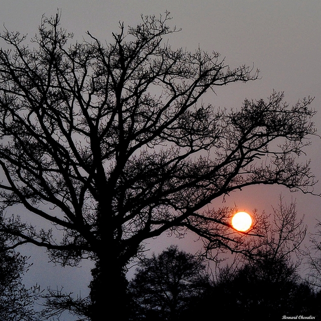 Ma photo-Bernard-2013-15- soleil sur la branche