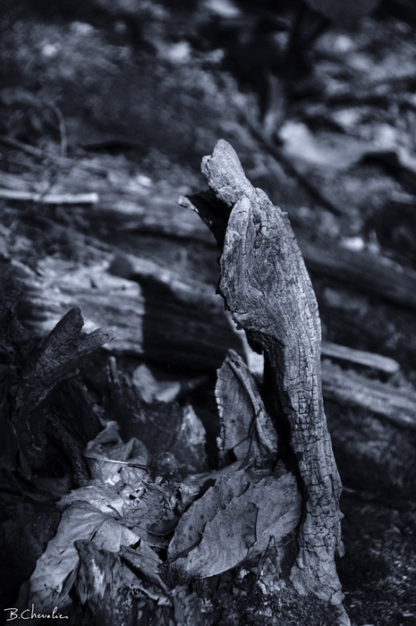 personnage forêt-maphoto-Bernard-2013-21