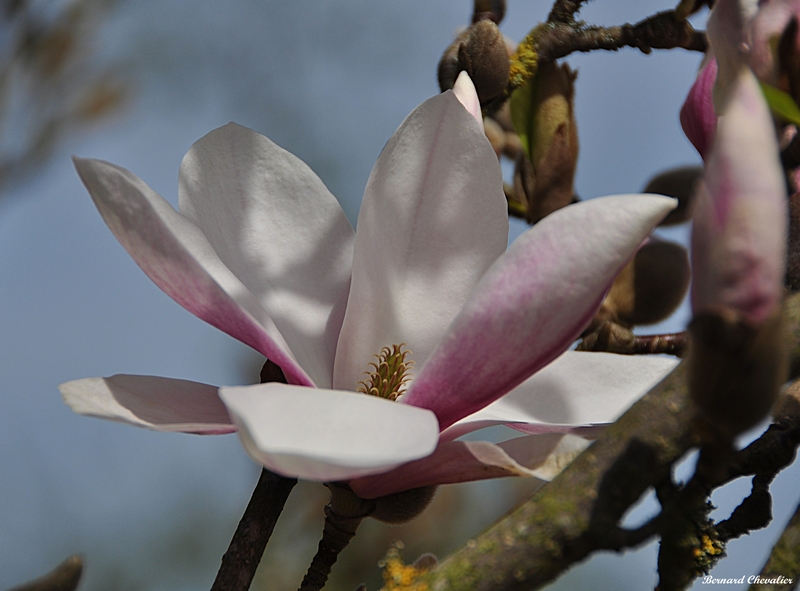 Ma photo Bernard-2013-24-blog