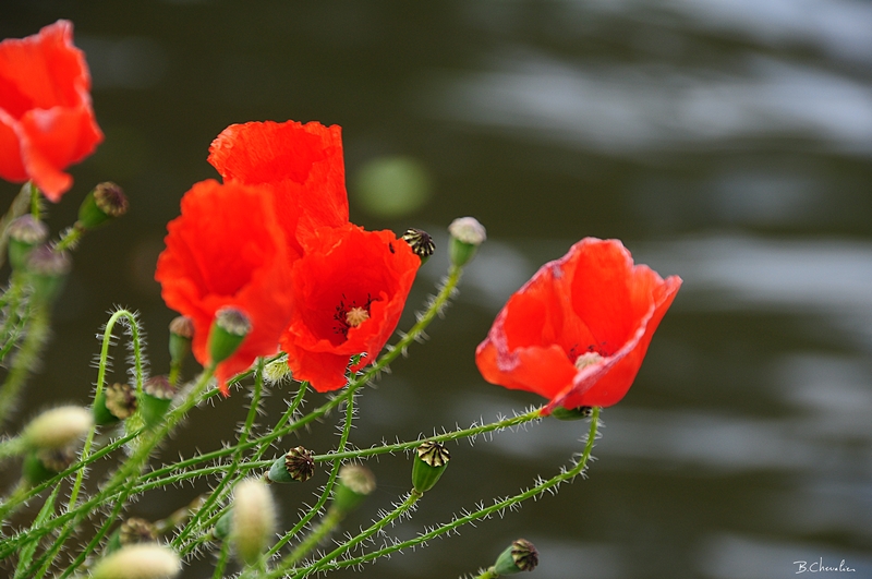 Ma photo-Bernard-2010-39.2-blog