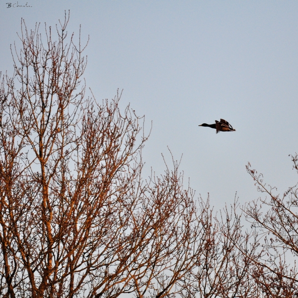 ma photo-Bernard 2010-09.2