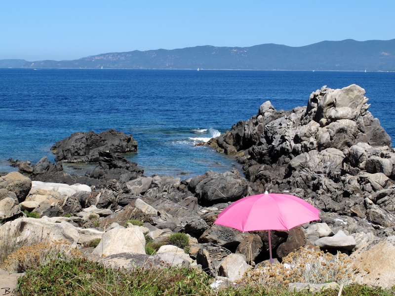 parasol rose-Campomoro-blog