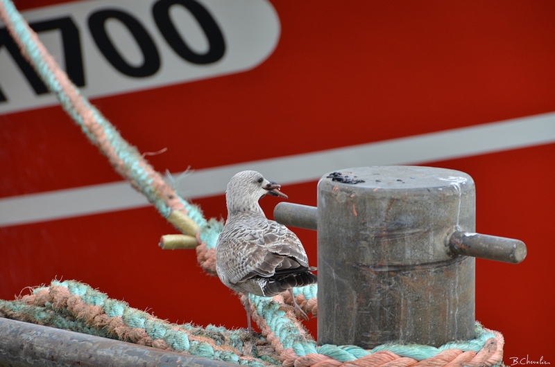 ma photo Bernard 2013-38.2-blog