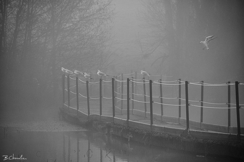 blog-bc-2014-39-Mouettes-brume-passerelle