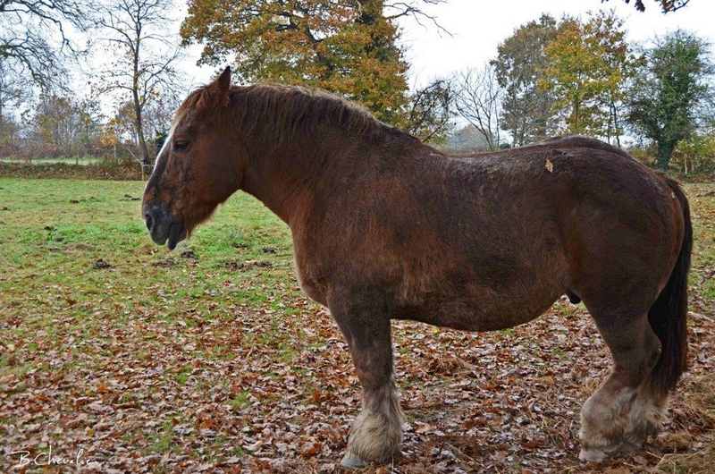 blog-bc-2014-40 Robe d'automne