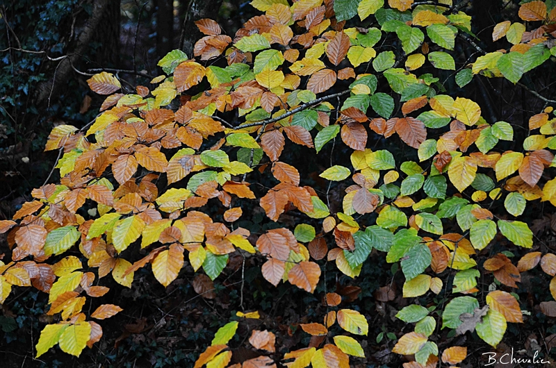 blog-bc-2014-41-mosaïque de charme