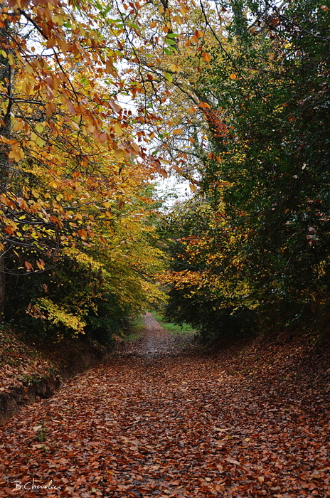blog-bc-2014-42-chemin d'automne