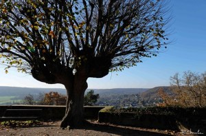 blog-bc-2015-5- -arbre Chateau de Chevreuse