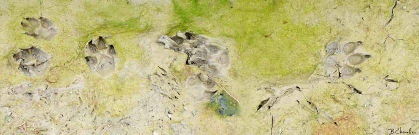 bc-2015-17 Empreintes Renard