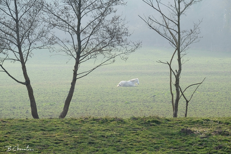 blog-bc-2015-13 hippique hippie