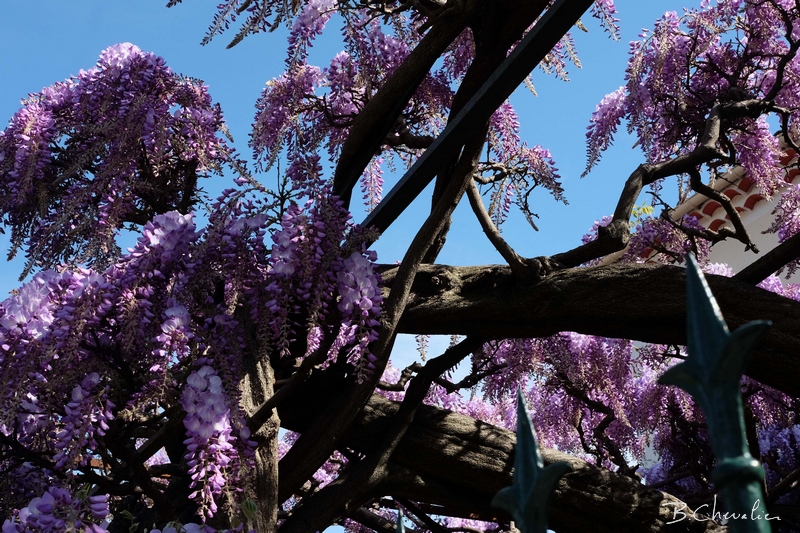 blog-bc-2015-16.2 Glycine