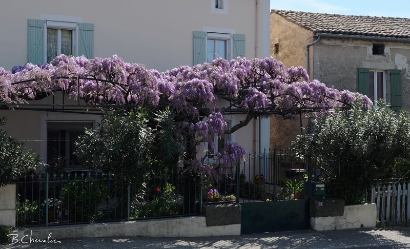 blog-bc-2015-16.3 Glycine