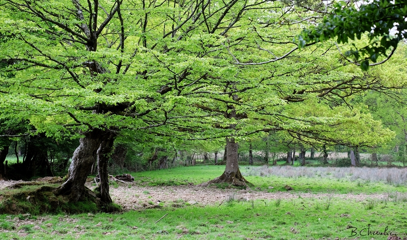 blog-bc-2015-18 vert tendre