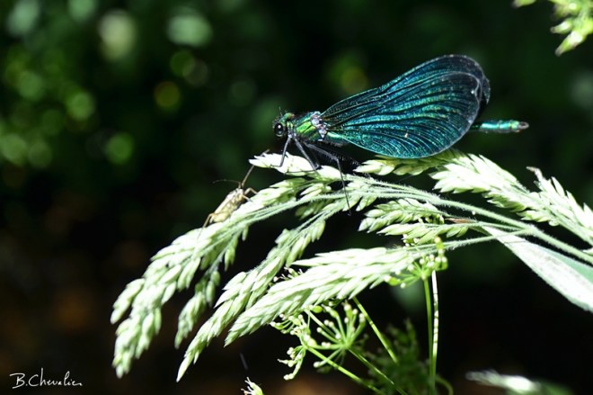 blog-bc-2015-22 Rencontre sur un épi