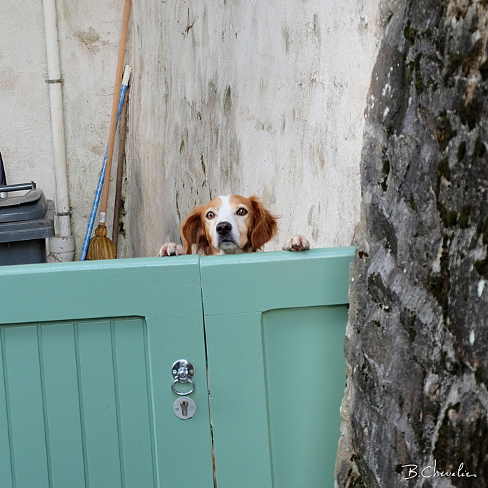 blog-bc-2015-35.1 un petit curieux