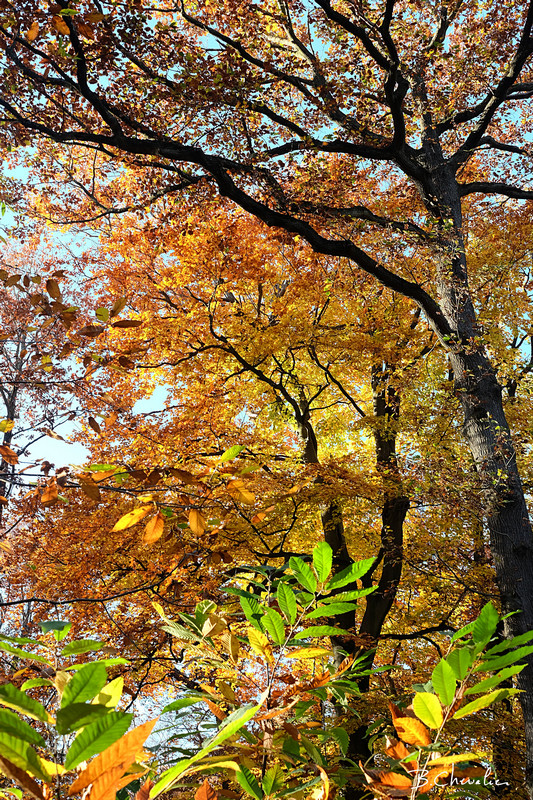 blog-bc-2015-37 Flamboyance