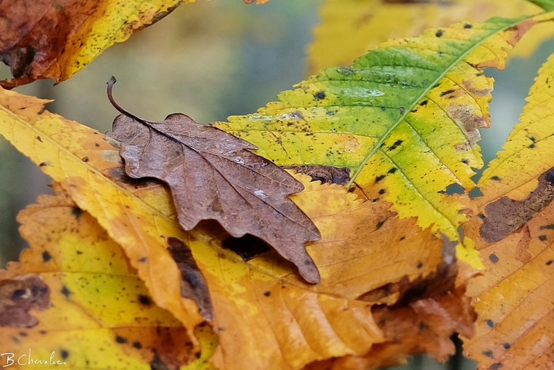 blog-bc-2015-39 Tristesse