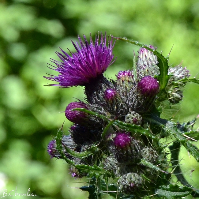 blog-bc-2015-42 fleur de chardon