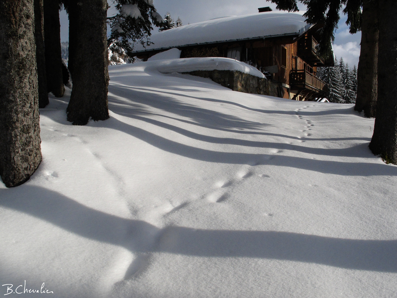 blog-bc-2016-11 traces dans la neige