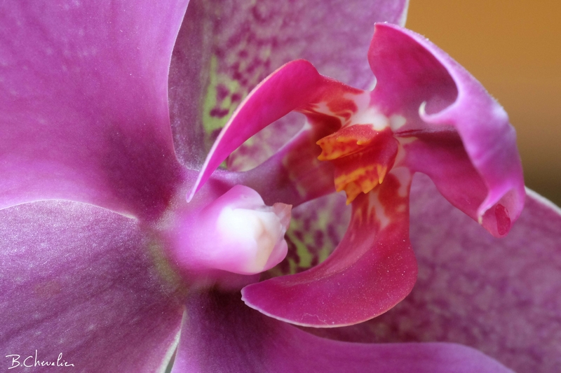 blog-bc-2016-13 au coeur de la fleur