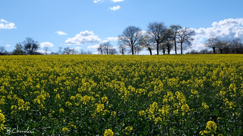 blog-bc-2016-14 colza