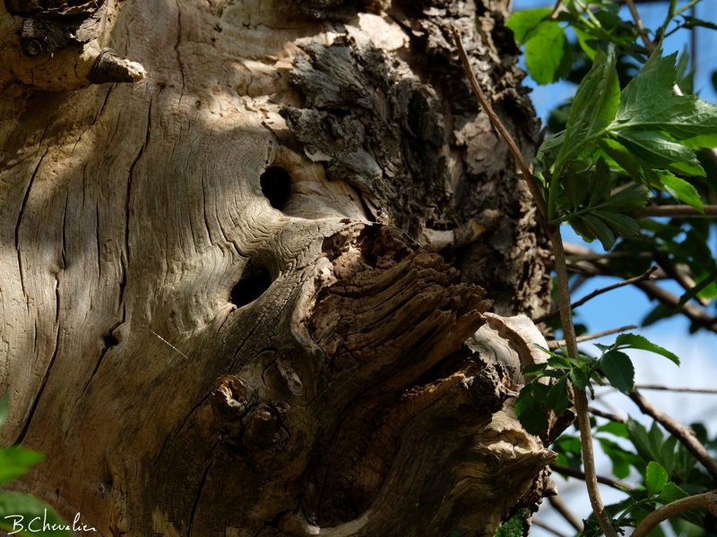 blog-bc-2016-15 Korrigan