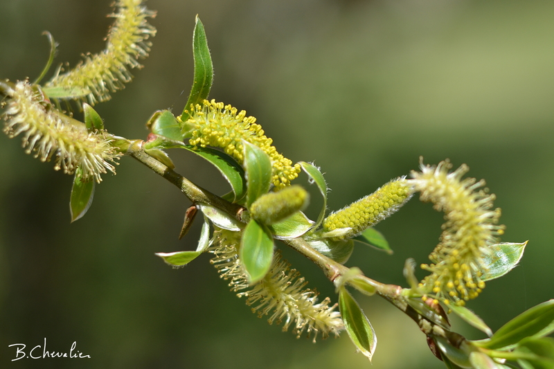 blog-bc-2016-16 Saule.jpg