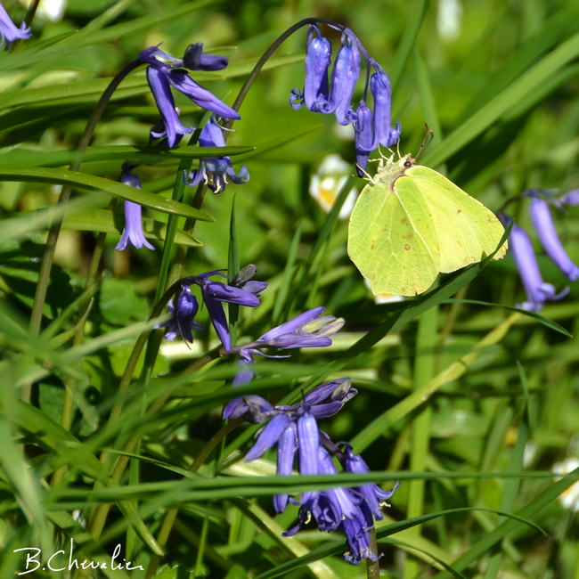 blog-bc-2016-17 Papillon