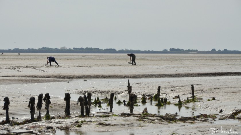 blog-bc-2016-19 Pêche à pied-passage du Gois