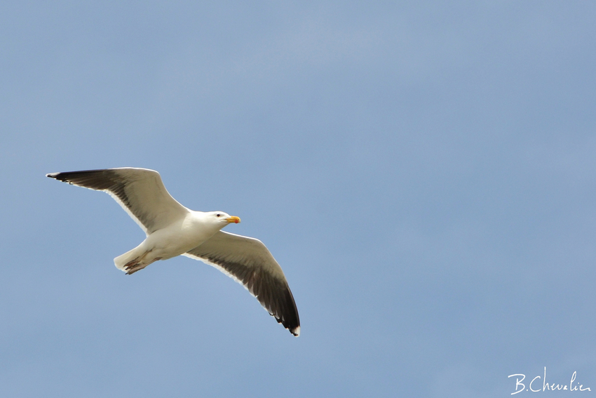blog-bc-2016-27- Goéland