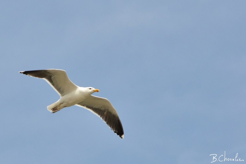 blog-bc-2016-27- Goéland