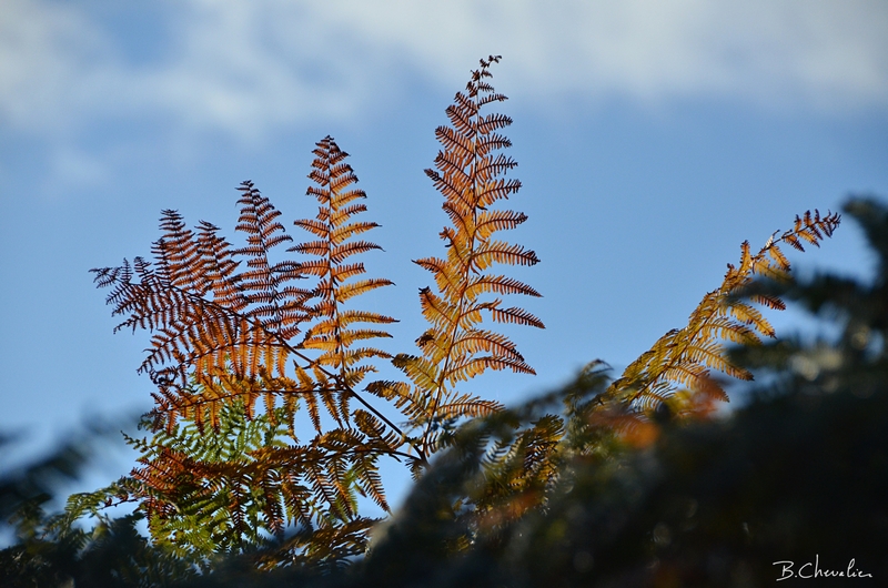 blog-bc-2016-36-fougeres