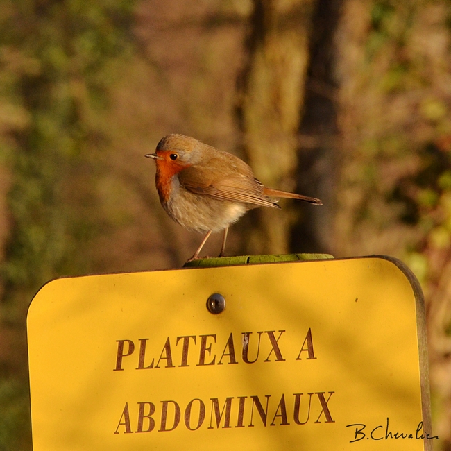 blog-bc-2017-4-abdos