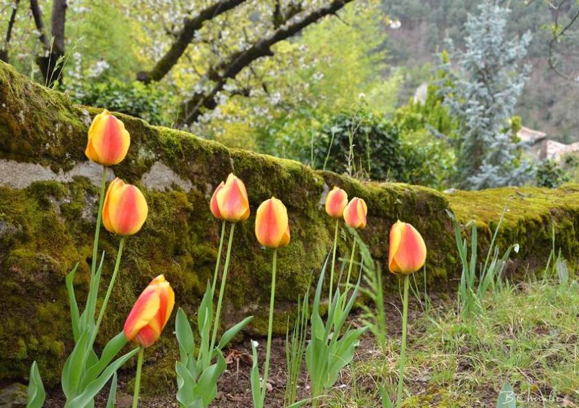 blog-bc-2017-14 Tulipes Ardèchoises