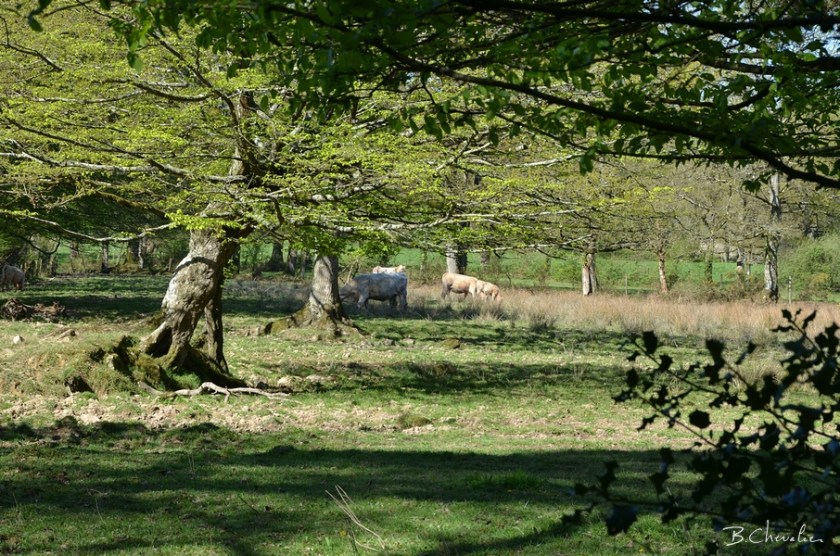 blog-bc-2017-15 prairie sauvage