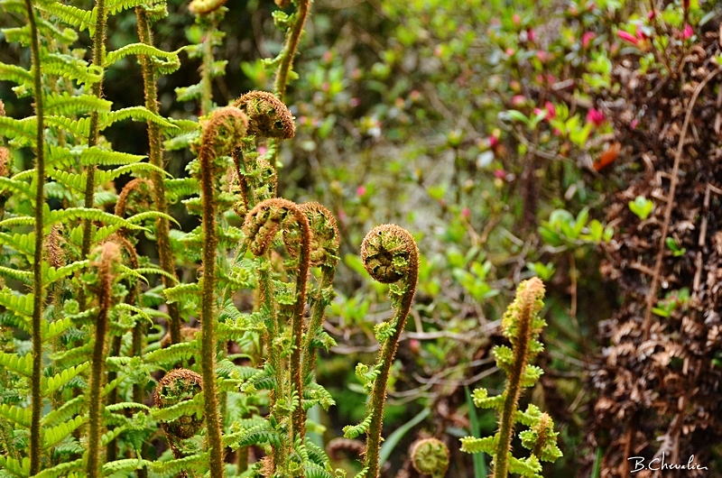 blog-bc-2017-16 crosses