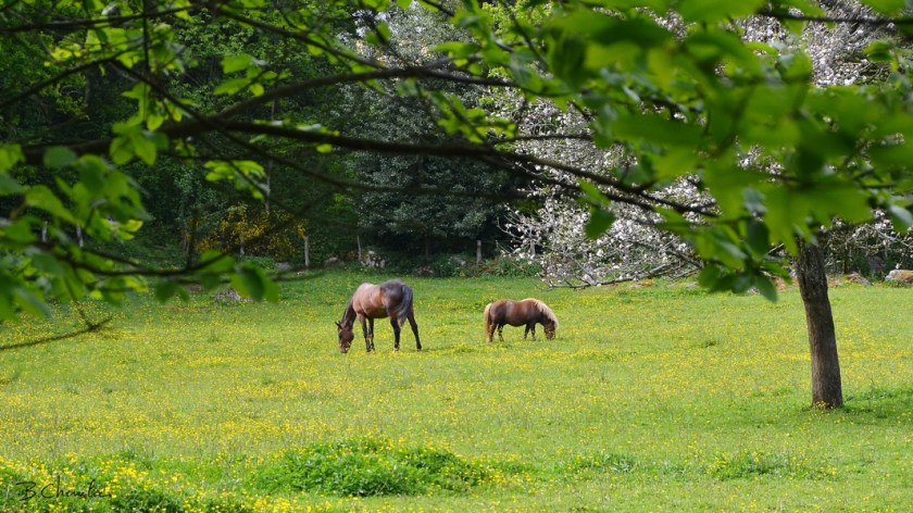 blog-bc-2017-18 couleur des prés