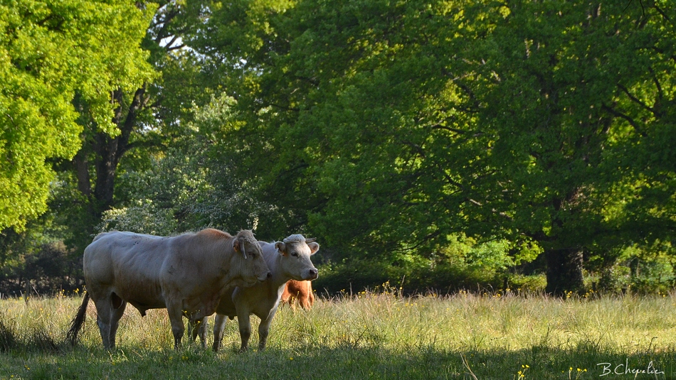 blog-bc-2017-19 Gringue