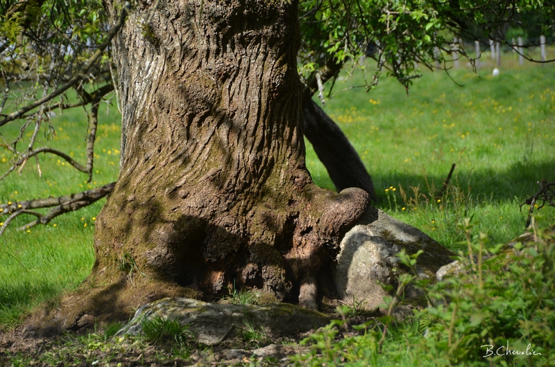 blog-bc-2017-23 Mangeur de Roche