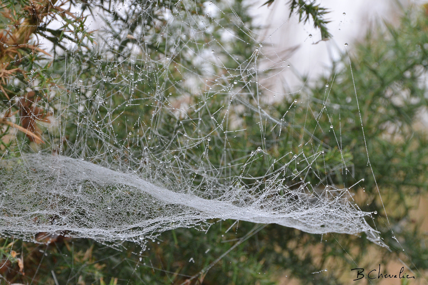 blog-bc-2017-35 the web2