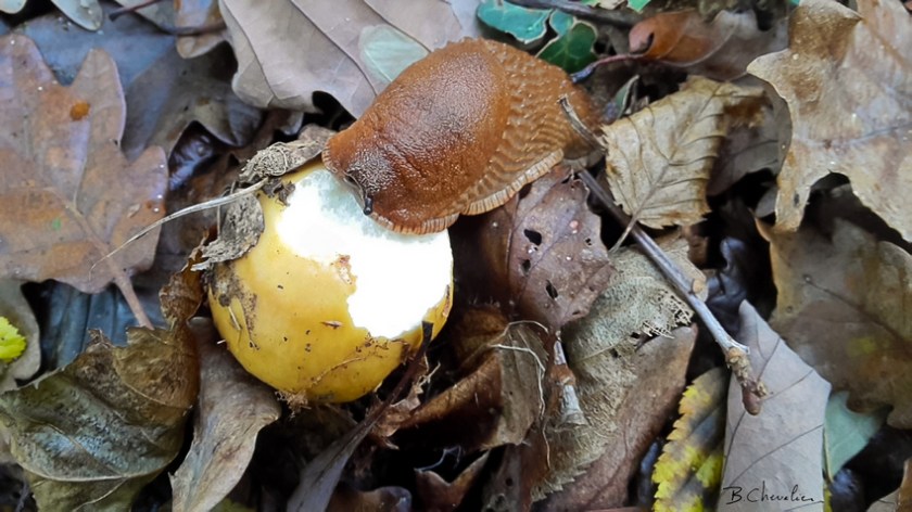 blog-bc-2017-36 Limace sur champignon