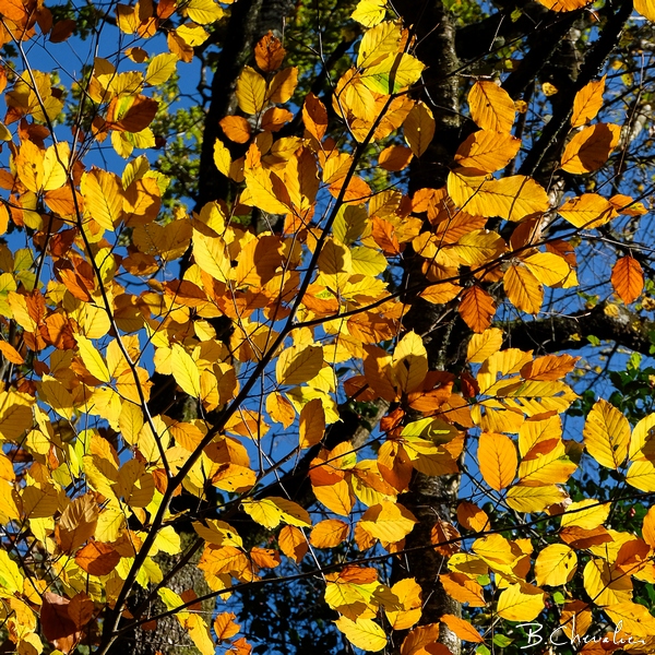 blog-bc-2017-39 Complémentaires