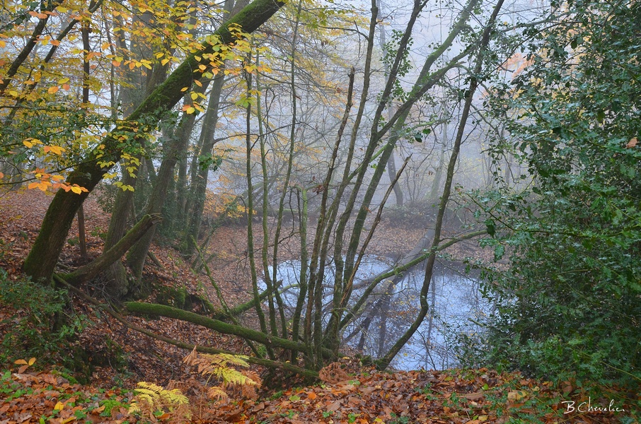 blog-bc-2017-40 Forêt de la Corbière