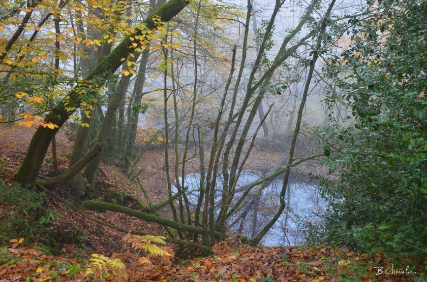 blog-bc-2017-40 Forêt de la Corbière